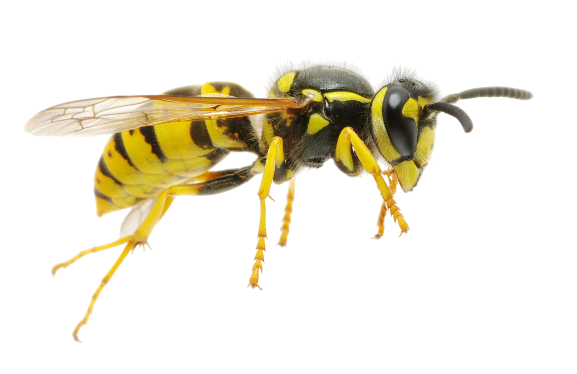 Уничтожение ос