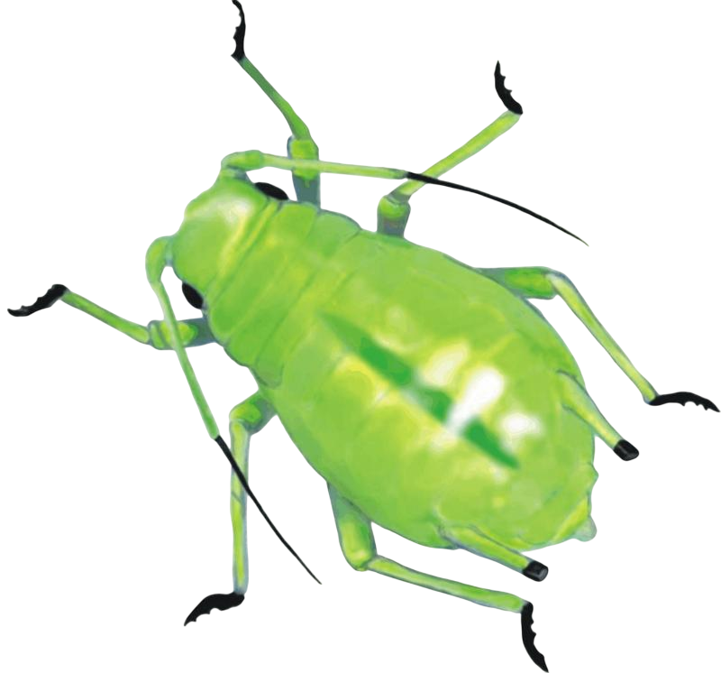 Уничтожение тли